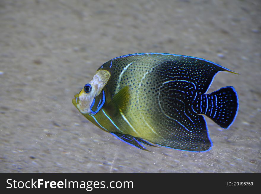 Aquarium fish in a tank