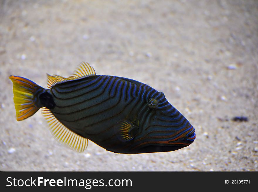 Aquarium fish in a tank