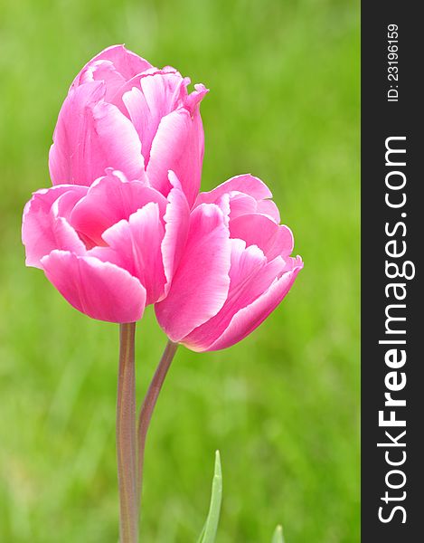 Set of Three Beautiful Pink Tulips on Green Background