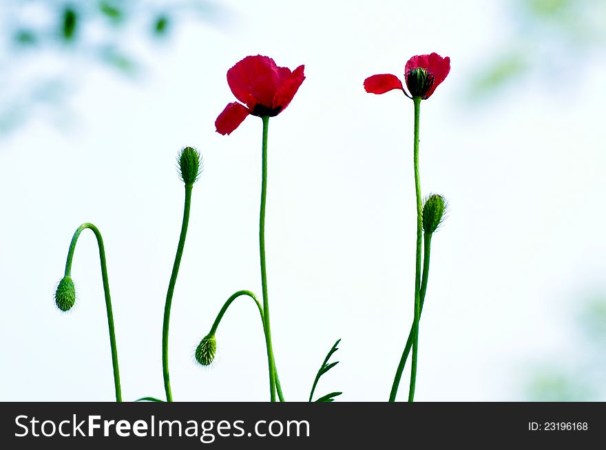 Silhouettes of Red poppies Horizontal orientation.