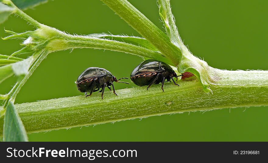 Shield bug Coptosoma scutellatum on a clover. Plataspididae.