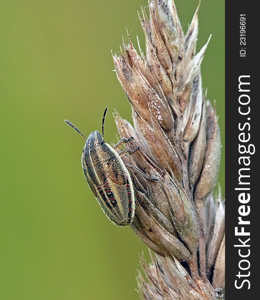 Bishop's Mitre Bug's nymph (Aelia acuminata) on a bent. Bishop's Mitre Bug's nymph (Aelia acuminata) on a bent.