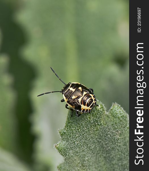 The crucifer shield bug (Eurydema oleracea) on a leaf. Pentatomidae.