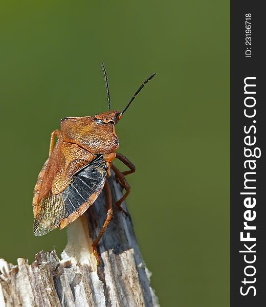 Shield bug Carpocoris purpureipennis witout one wing. Pentatomidae