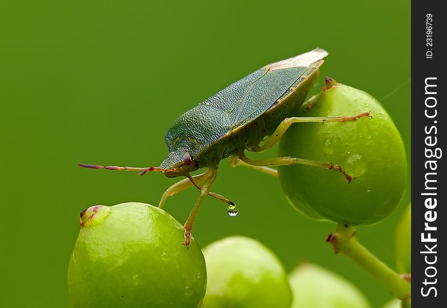 The green shield bug (Palomena prasina. Pentatomidae) on a fruits of Guelder Rose.