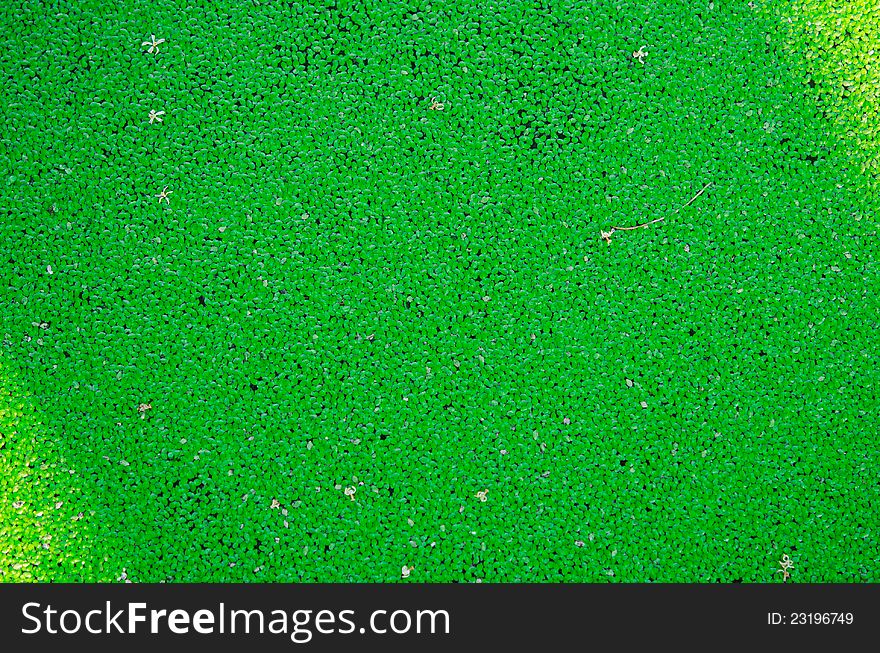 A pond is covered with green water weed, making the water polluted, yet beautiful