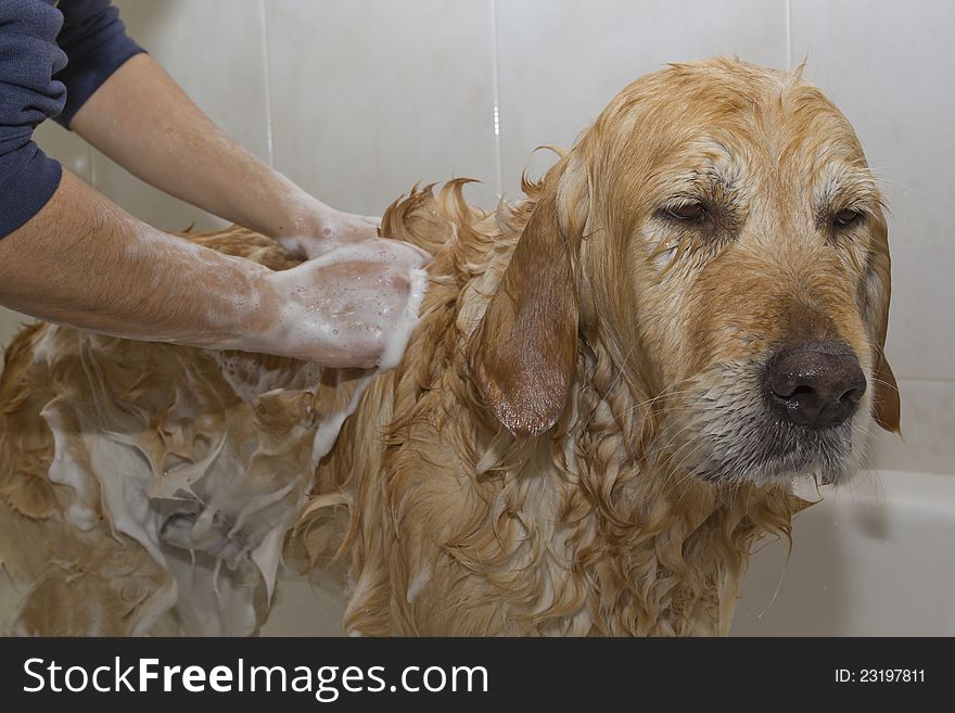 A dog taking a shower with soap and water. A dog taking a shower with soap and water