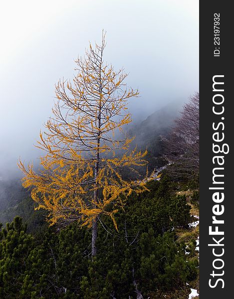 View to golden colour larch on foggy background. View to golden colour larch on foggy background.