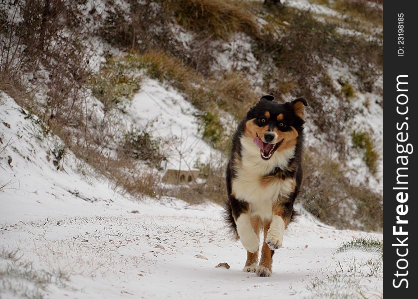 Happy and lively Australian Shepherd dog running in the snow. Happy and lively Australian Shepherd dog running in the snow