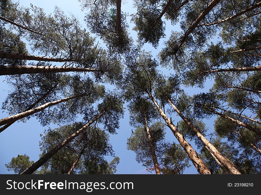 Pine trees against the blue sky, Russia