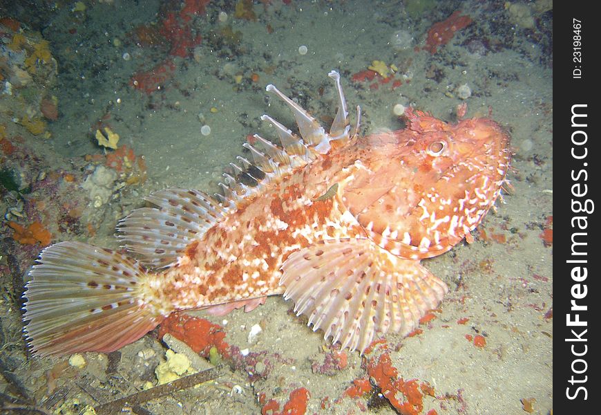 Scorpionfish. Taken at Ustica in Mediterranean Sea. Scorpionfish. Taken at Ustica in Mediterranean Sea