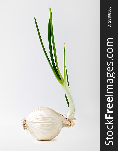 Sprouted onion on white.