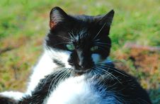 Green-eye Cat Royalty Free Stock Image Green-eye Cat Royalty Free Stock Image