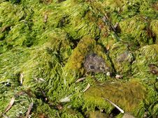 Moss Stock Images Moss Stock Images