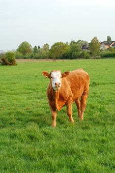 Cow In The Meadow Royalty Free Stock Image