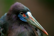 African Bird - Colorful Beak Royalty Free Stock Photos