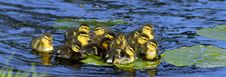 Ducklings Stock Photos