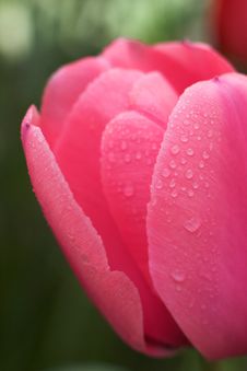 Beautiful Tulip Royalty Free Stock Photos