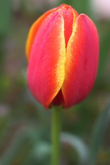 Beautiful Tulip Royalty Free Stock Images Beautiful Tulip Royalty Free Stock Images