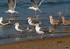 Slaty-backed Gulls Stock Photography
