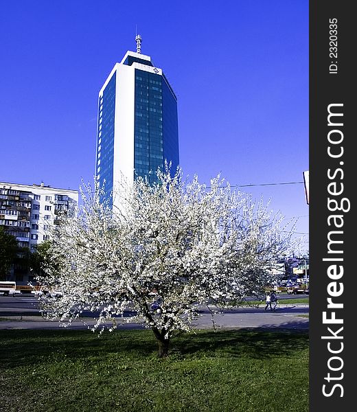 The Business building and flowering tree to aple trees in the centre of the Kiev. Ukraine. The Business building and flowering tree to aple trees in the centre of the Kiev. Ukraine