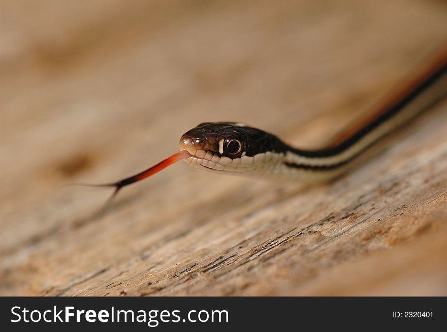 A macro photograph of a western ribbon snake from north western Missouri.