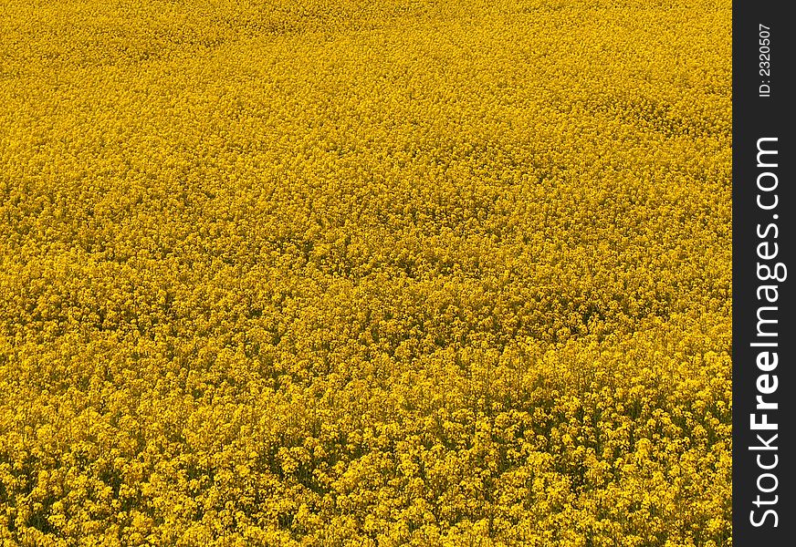 Fullscreen yellow mustard field under shiny bright sping day