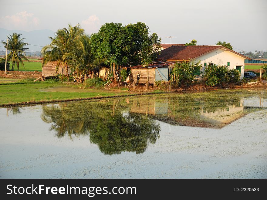 Trees, farm house and paddy field at the countryside. Trees, farm house and paddy field at the countryside