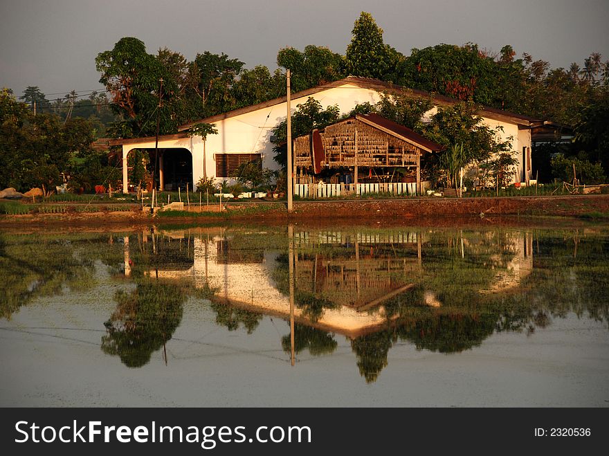 Trees, farm house and paddy field at the countryside. Trees, farm house and paddy field at the countryside