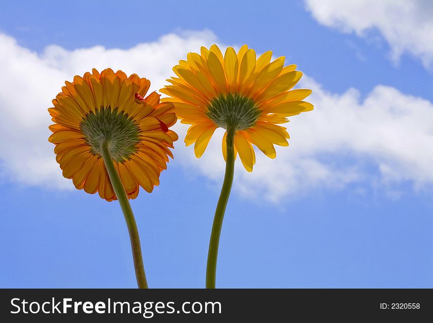 Two beatiful gerberas daisy looking at the sun in a blue sky day