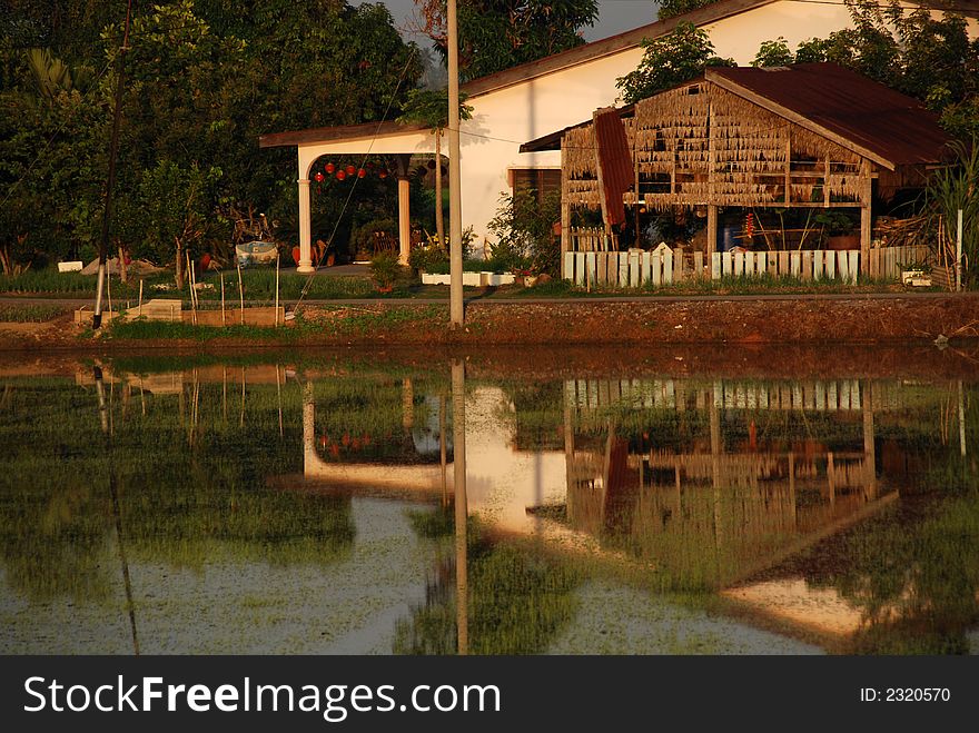 Trees, farm house,paddy field