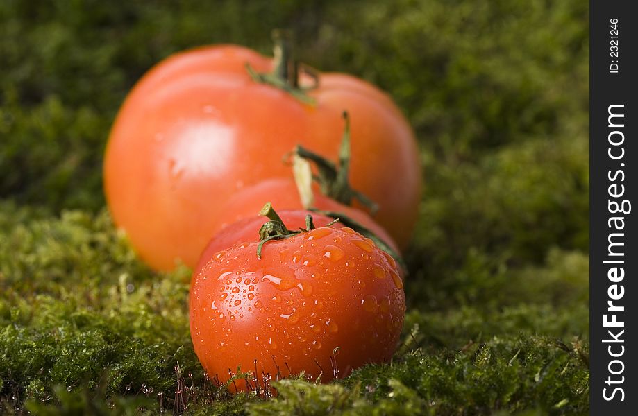 Tomatos On The Moss