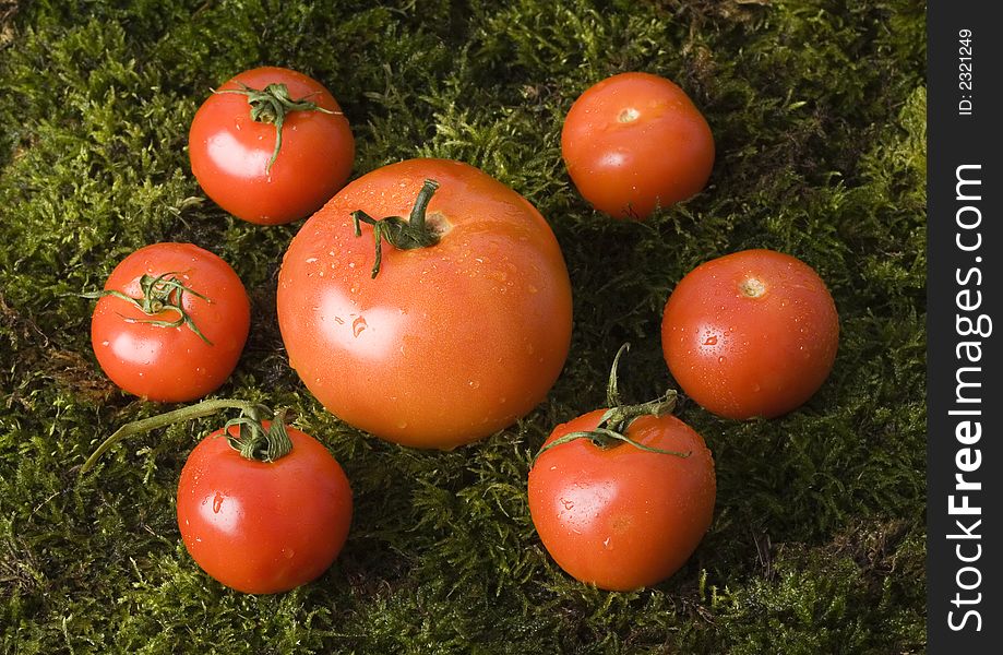 Tomatos On The Moss