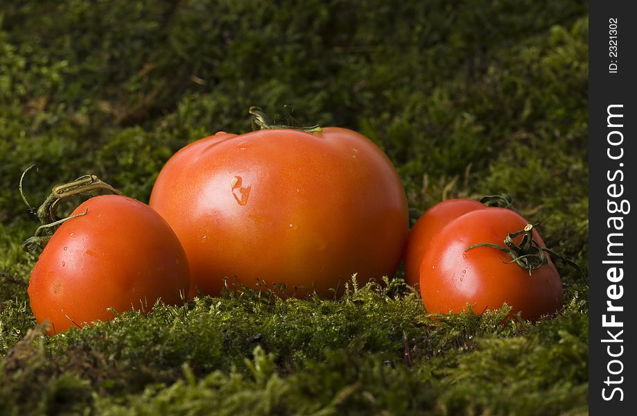 Tomato - is a cultivated plant. It is commonly cultivated because of its juicy fruits, which are full of vitamins, nutritions and mineral salts. Tomato - is a cultivated plant. It is commonly cultivated because of its juicy fruits, which are full of vitamins, nutritions and mineral salts.