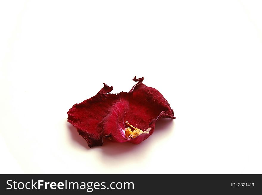 Roses, love, valentines, feelings, red, touching, floral, petal, loss, symbolism, symbol, flora. Roses, love, valentines, feelings, red, touching, floral, petal, loss, symbolism, symbol, flora