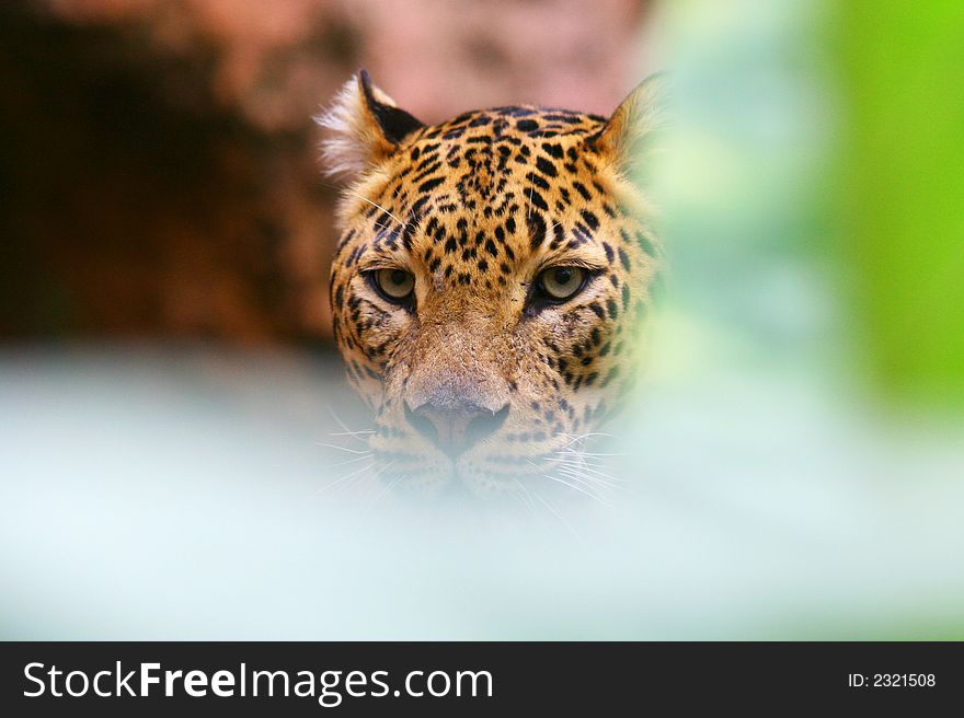 Leopard undercover stalking his prey. Leopard undercover stalking his prey