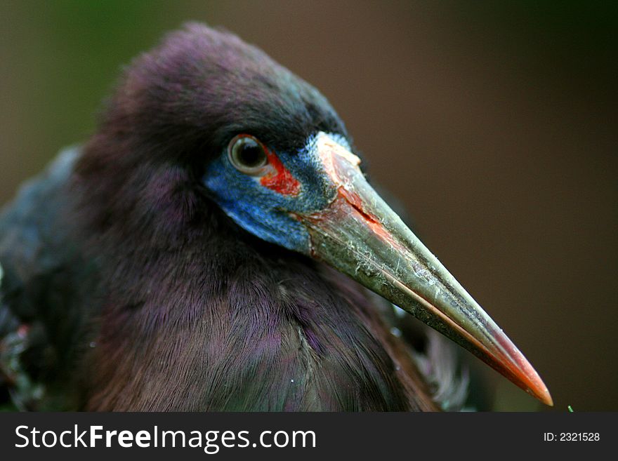 African bird with long colourful beak. African bird with long colourful beak