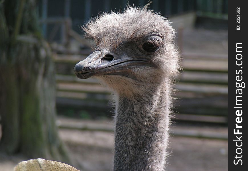 Ostrich head in my garden