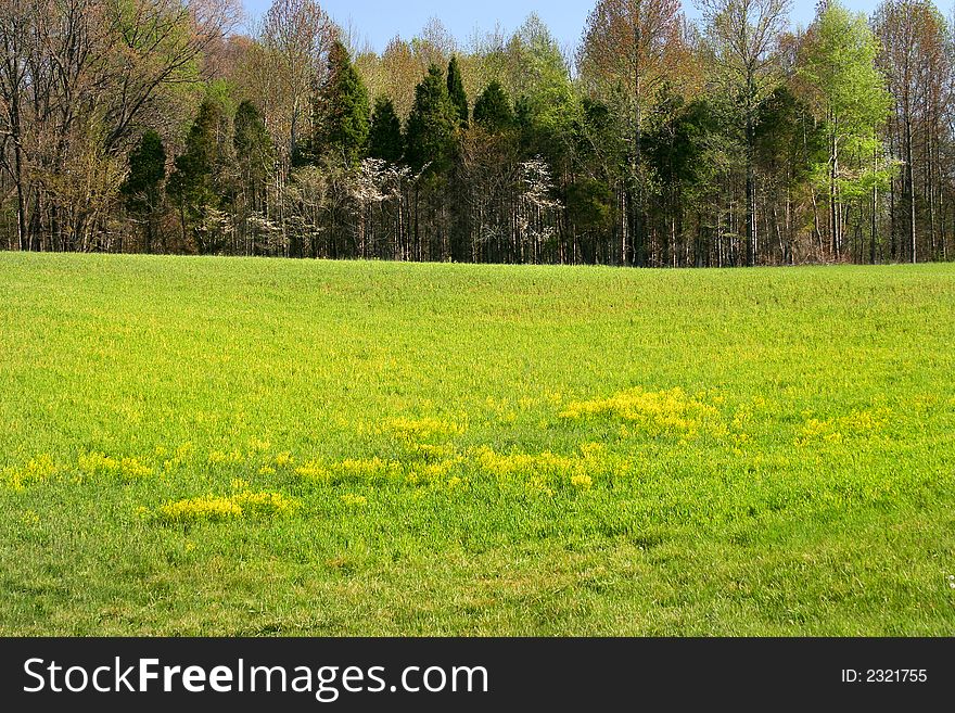 Country Meadow