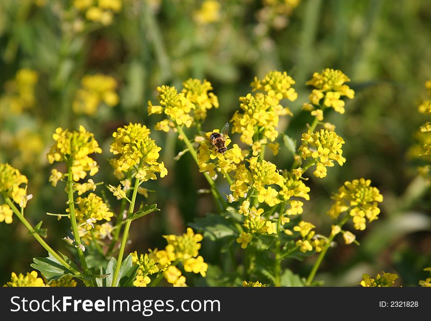 Close up of yellow wildflowers in a meadow with a bee. Close up of yellow wildflowers in a meadow with a bee