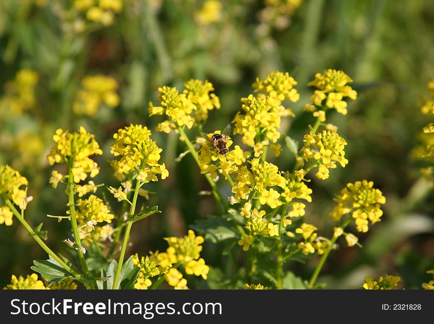 Yellow Wild Flowers