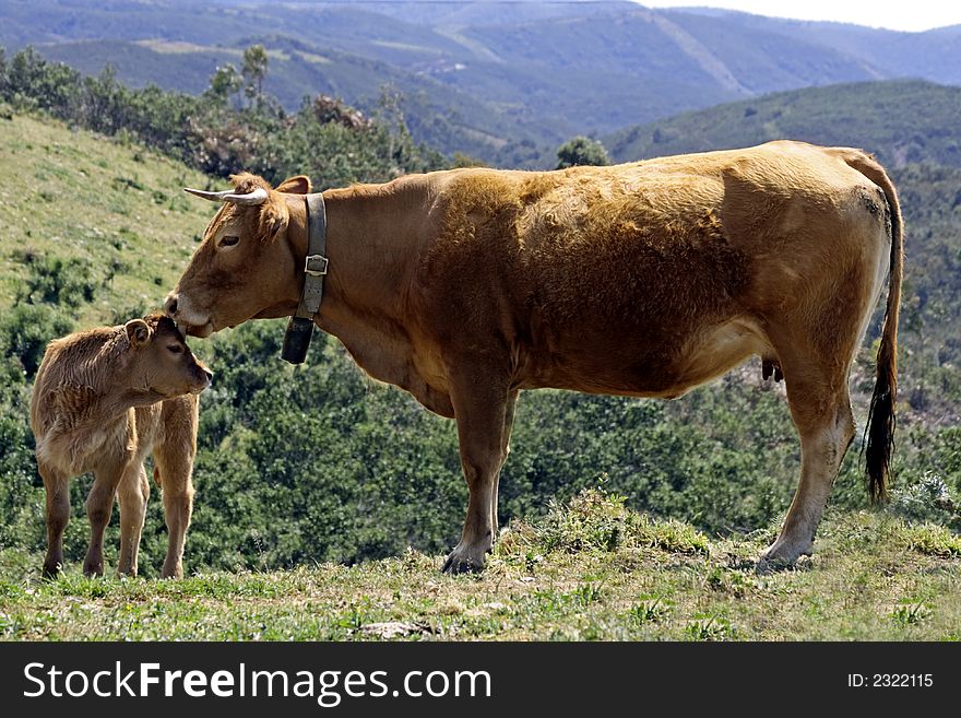 Cow with calf in the fields of Portugal