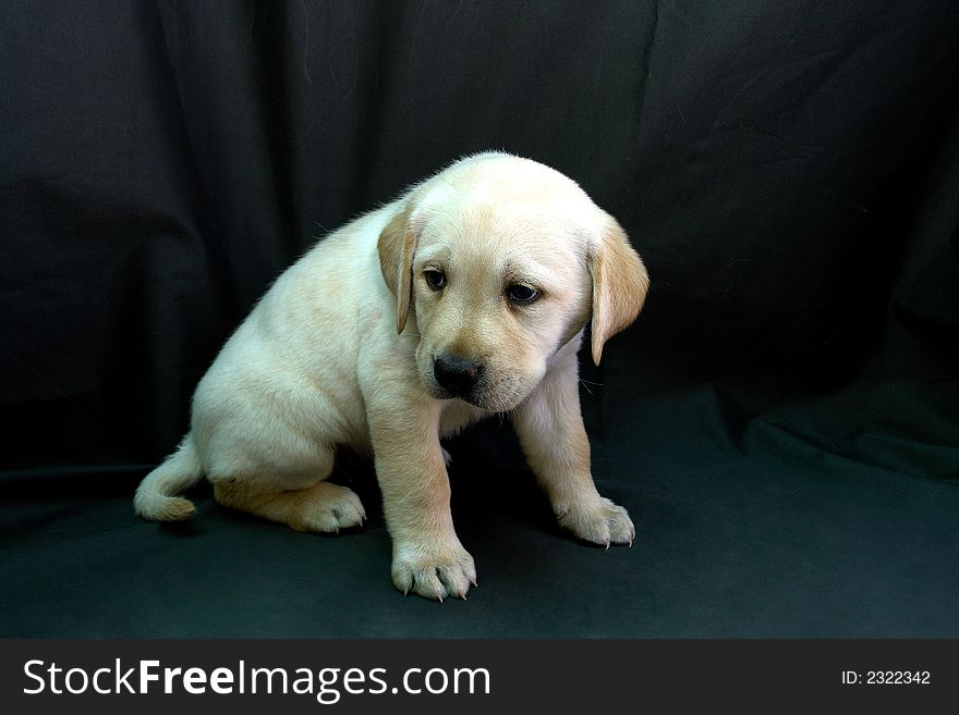 Yellow labrador retriever puppy portret. Yellow labrador retriever puppy portret