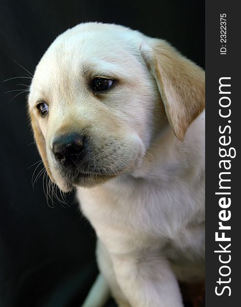 Yellow labrador retriever puppy portret. Yellow labrador retriever puppy portret