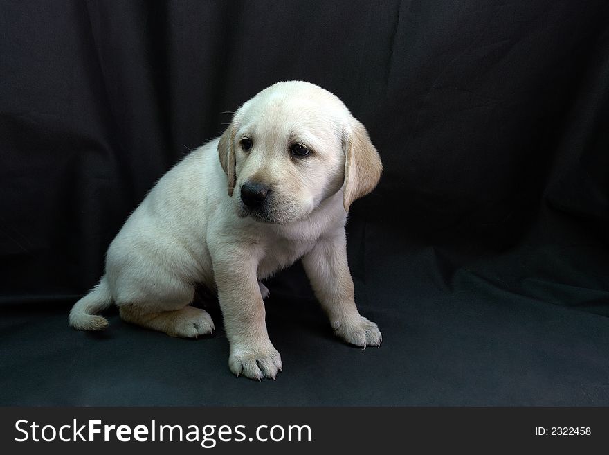 Yellow labrador retriever puppy portret. Yellow labrador retriever puppy portret