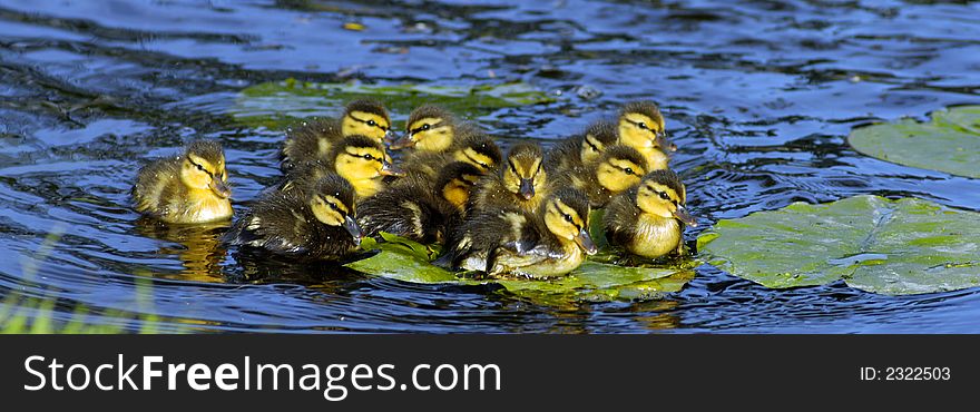 Ducklings swimming with their mom jumped onto the waterlilly.