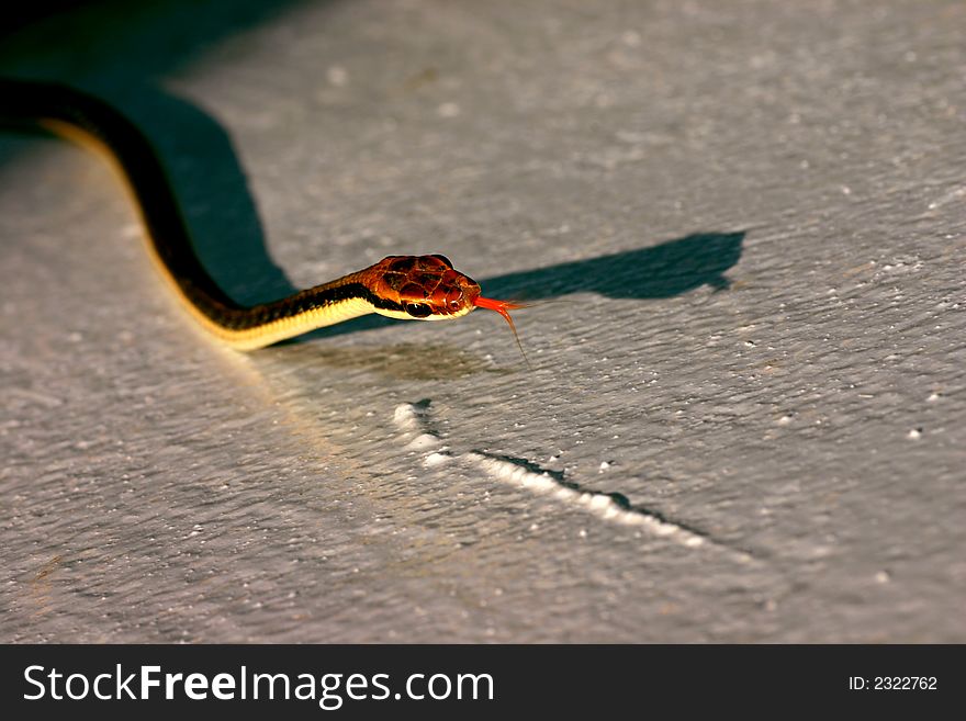 Close up view of snake