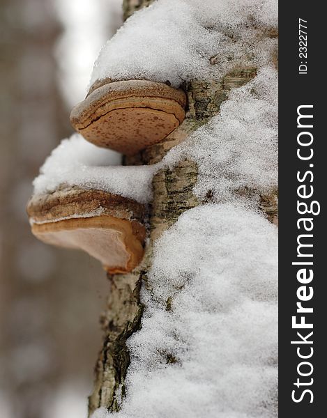 Blanching birch in snow in winter