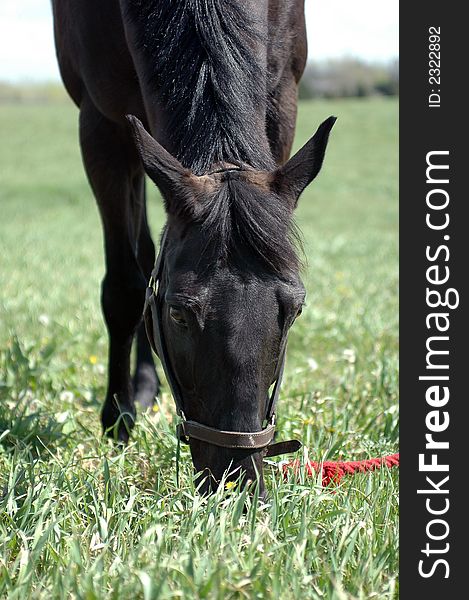 Black thoroughbred horse in a field eating green grass. Black thoroughbred horse in a field eating green grass.