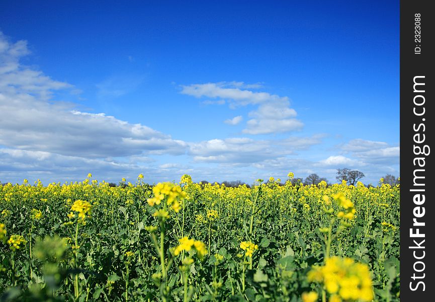 Rapeseed Field